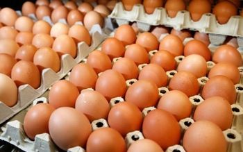 fresh-chicken-eggs-with-competitive-prices.jpg_350x350.jpg